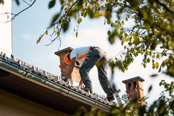 Best Roof Moss and Algae Removal  in Vley Grande, AL